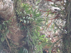 Epidendroideae