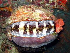 Spondylus