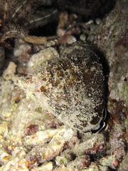 Tectus pyramis