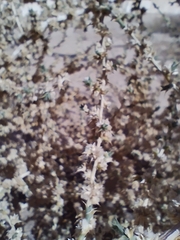 Caroxylon imbricatum