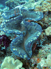 Tridacna gigas