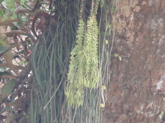 Phlegmariurus phlegmaria