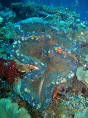 Tridacna gigas