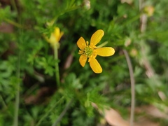 Ranunculus ternatus