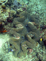 Tridacna gigas