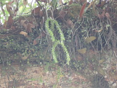 Phlegmariurus phlegmaria