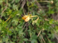 Ranunculus ternatus