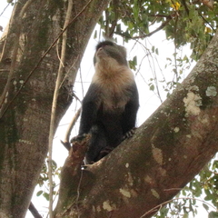 Cercopithecus mitis kolbi