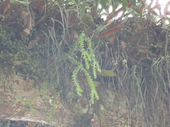 Phlegmariurus phlegmaria