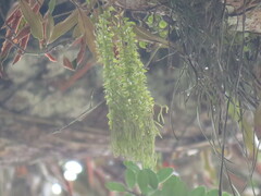 Phlegmariurus phlegmaria