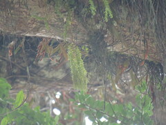 Phlegmariurus phlegmaria