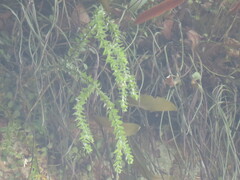 Phlegmariurus phlegmaria