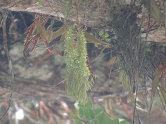 Phlegmariurus phlegmaria