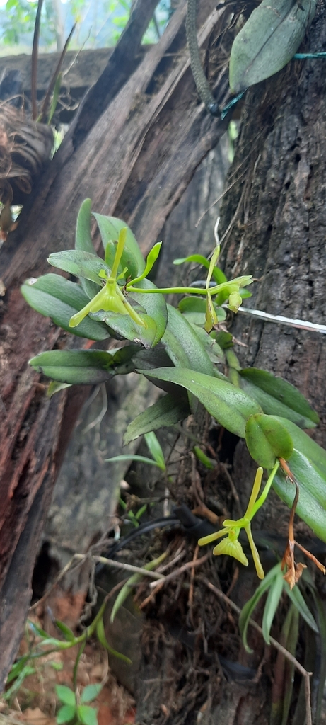 Epidendrum iang-rondonii