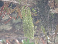 Phlegmariurus phlegmaria