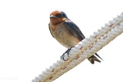 Hirundo tahitica