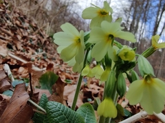 Primula elatior elatior