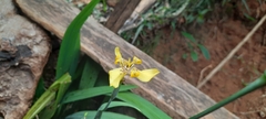 Trimezia steyermarkii