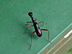 Neocollyris