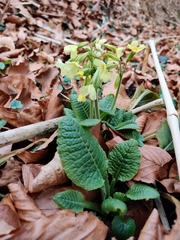 Primula elatior elatior