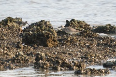 Pluvialis squatarola