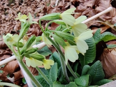 Primula elatior elatior