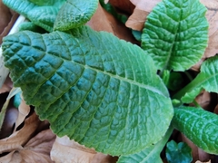 Primula elatior elatior