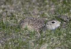 Spermophilus suslicus