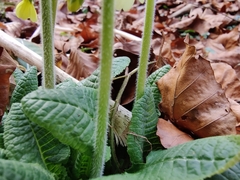 Primula elatior elatior