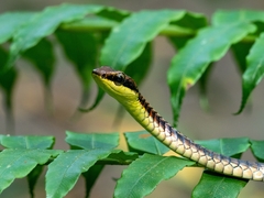 Dendrelaphis kopsteini