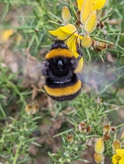 Bombus terrestris audax