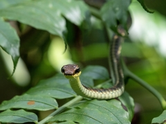 Dendrelaphis kopsteini