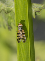 Melieria crassipennis