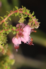 Erica brachycentra