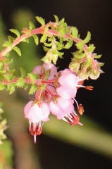 Erica brachycentra