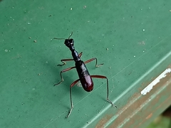 Neocollyris