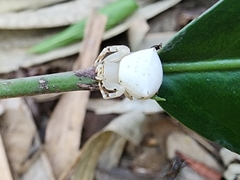 Thomisus spectabilis