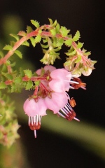 Erica brachycentra