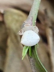 Thomisus spectabilis