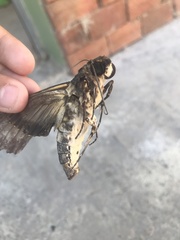 Cocytius antaeus