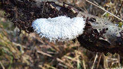 Schizophyllum commune