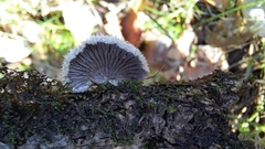 Schizophyllum commune