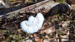 Schizophyllum commune