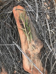Urochloa serrata