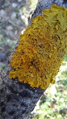 Xanthoria parietina