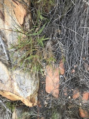 Urochloa serrata
