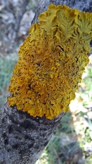 Xanthoria parietina