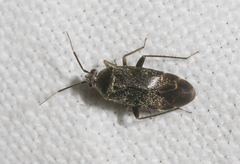 Psallus ambiguus
