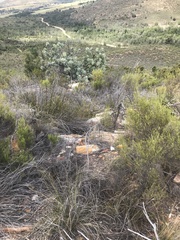 Protea nitida