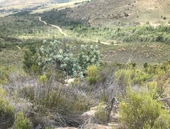 Protea nitida